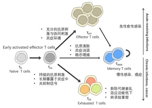 利用质谱流式技术深层次研究耗竭的t细胞